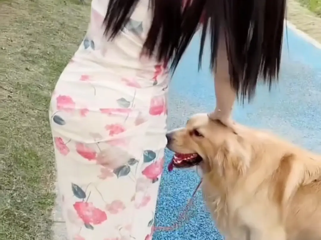免费获取《抖音香香公主与爱犬金毛》科普视频全集，抖音香香公主与爱犬金毛直播回放无广告在线流畅观看