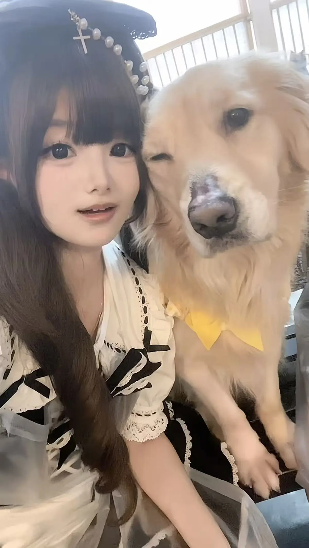 金毛吃小蛋糕海鲜福