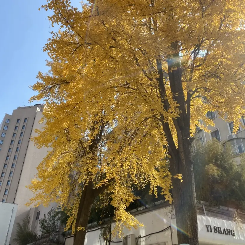 《今泉家似乎变成辣妹聚会所》全1-6集免费在线观看-《今泉家》无删减1080P网盘下载-全网动漫-普通家庭变潮流基地